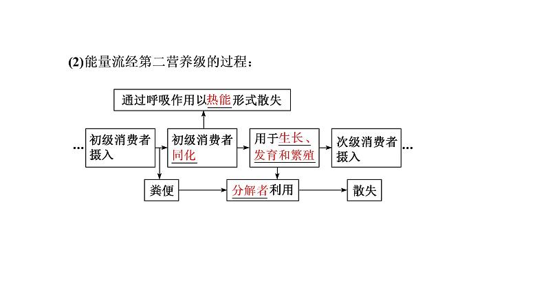 第三章 第二节 生态系统的能量流动课件PPT第3页