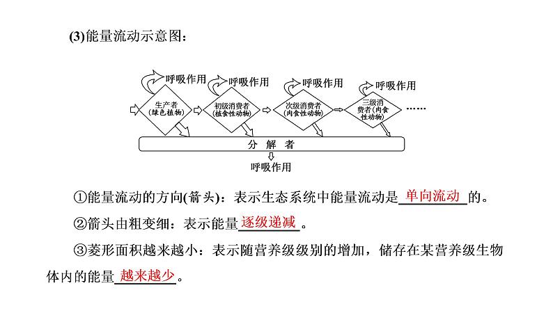 第三章 第二节 生态系统的能量流动课件PPT第4页