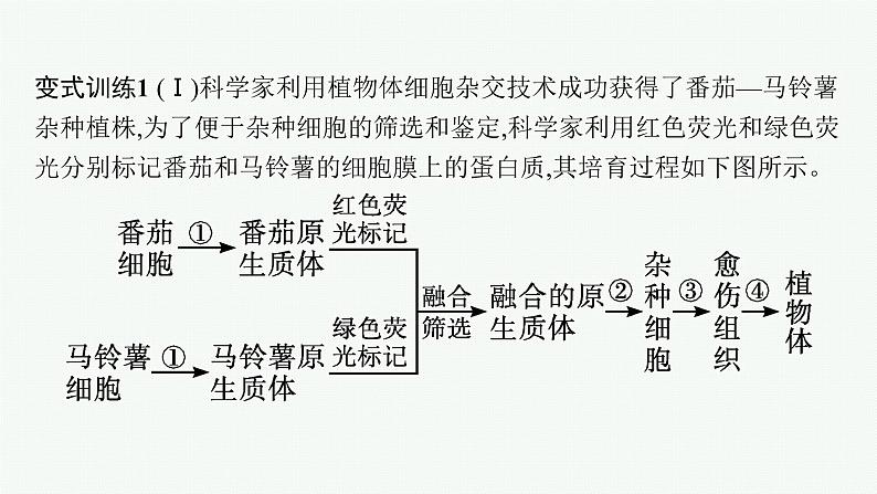 第2章　细胞工程 微专题2　动植物细胞工程的比较课件PPT第6页