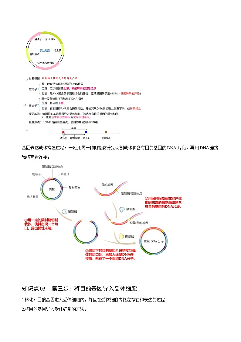 3.2 基因工程的基本操作程序（学生版）-高二生物同步精品讲义（人教版2019选择性必修3）03