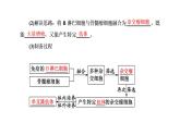 第2章  细胞工程 第2节　第2课时　动物细胞融合技术与单克隆抗体课件PPT