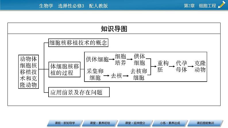 第2章 第2节 3动物体细胞核移植技术和克隆动物课件PPT03