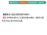 第1章　发酵工程 第1节　传统发酵技术的应用课件PPT