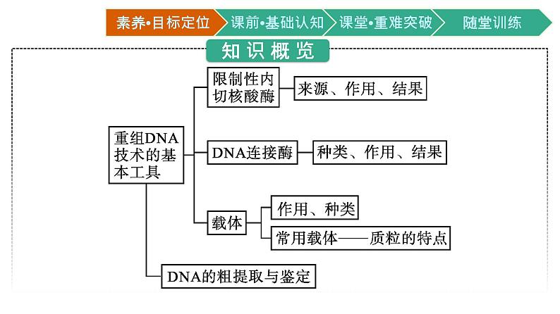 第3章　基因工程 第1节　重组DNA技术的基本工具课件PPT03