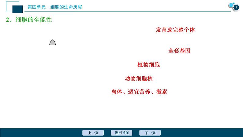 高中生物高考4 第12讲　细胞的分化、衰老、凋亡及癌变课件PPT05