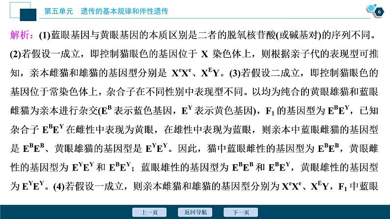 高中生物高考5　第五单元　加强提升课(5)　基因位置的判定及相关实验设计突破课件PPT第7页