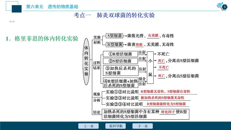 高中生物高考1　第六单元　第17讲　DNA是主要的遗传物质课件PPT04