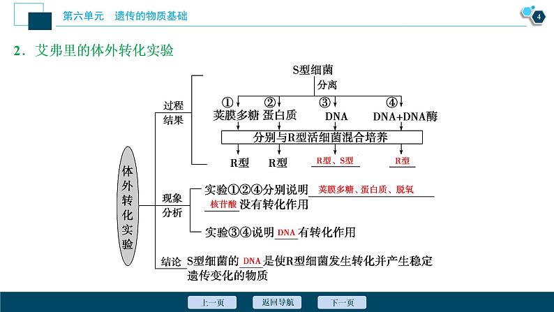 高中生物高考1　第六单元　第17讲　DNA是主要的遗传物质课件PPT05