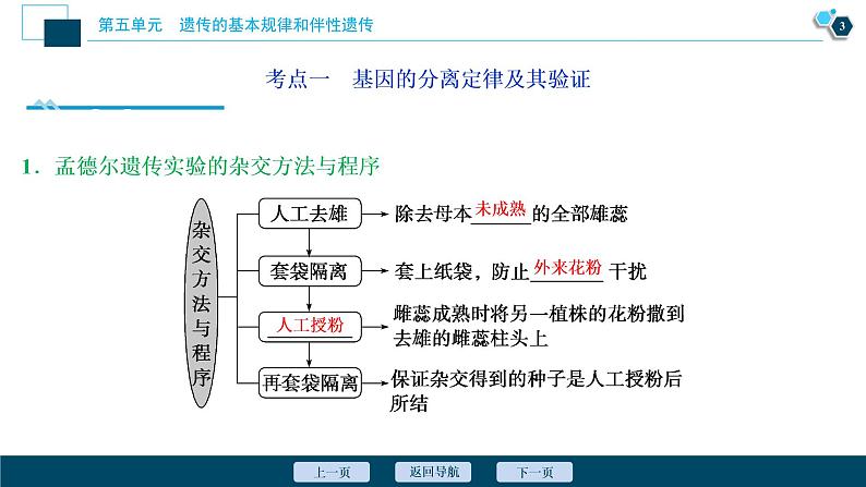 高中生物高考1　第五单元　第14讲　基因的分离定律课件PPT第4页