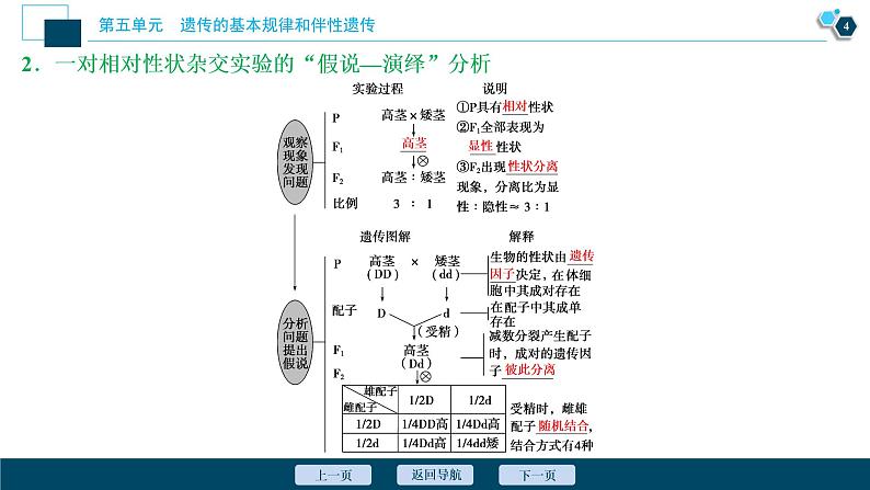 高中生物高考1　第五单元　第14讲　基因的分离定律课件PPT第5页