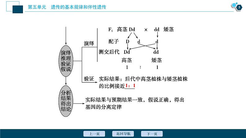 高中生物高考1　第五单元　第14讲　基因的分离定律课件PPT第6页