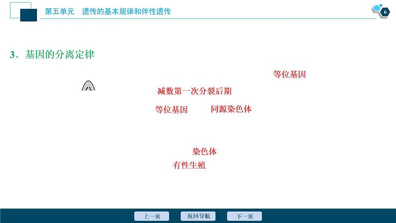 高中生物高考1　第五单元　第14讲　基因的分离定律课件PPT第7页