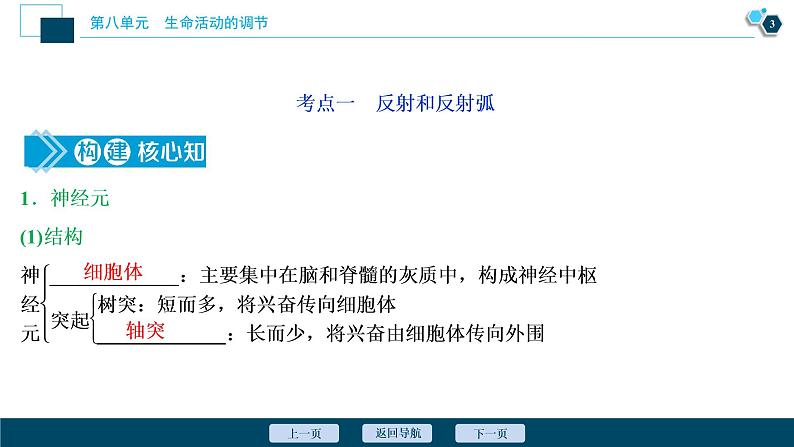 高中生物高考2　第八单元　第24讲　通过神经系统的调节课件PPT第4页