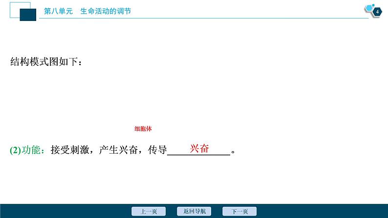 高中生物高考2　第八单元　第24讲　通过神经系统的调节课件PPT第5页