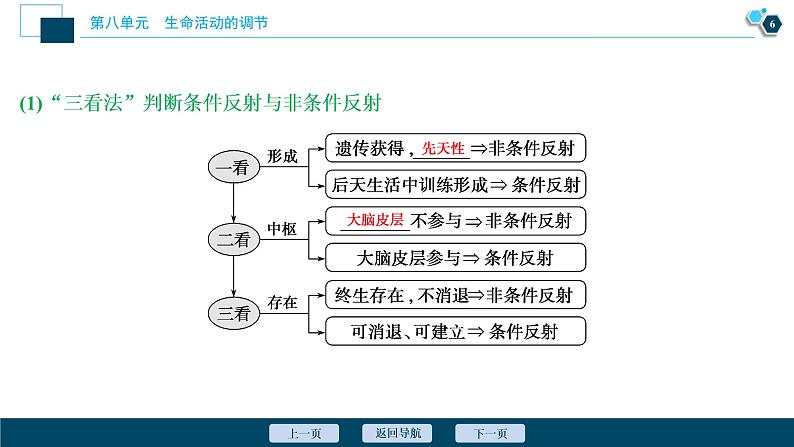 高中生物高考2　第八单元　第24讲　通过神经系统的调节课件PPT第7页