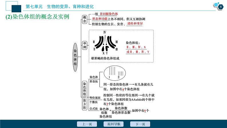 高中生物高考2　第七单元　第21讲　染色体变异与育种课件PPT06