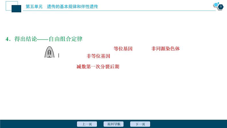 高中生物高考2　第五单元　第15讲　基因的自由组合定律课件PPT第8页