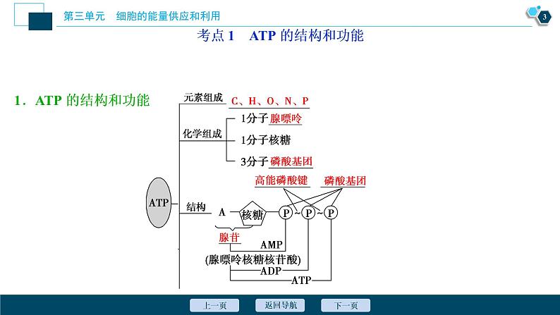 高中生物高考3 第8讲　ATP及其主要来源——细胞呼吸课件PPT第4页