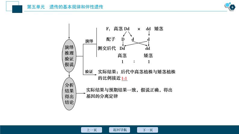 高中生物高考1 第13讲　基因的分离定律课件PPT第7页