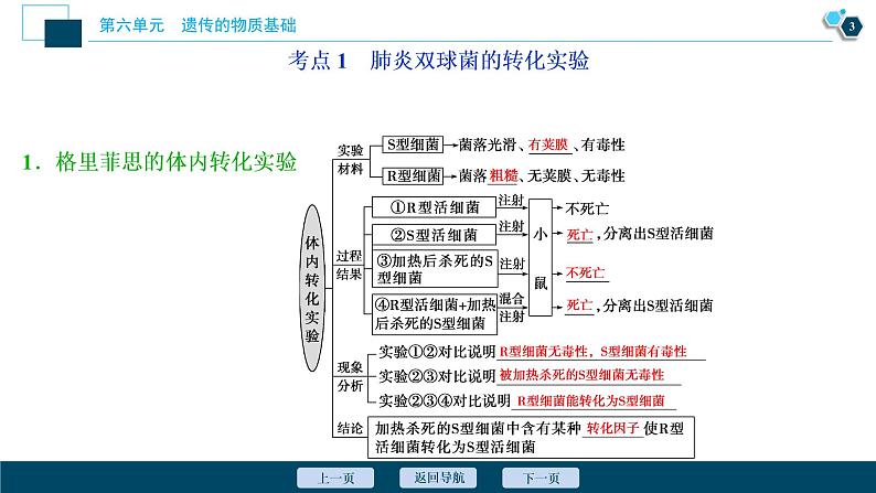 高中生物高考1 第17讲　DNA是主要的遗传物质课件PPT04
