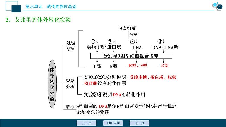 高中生物高考1 第17讲　DNA是主要的遗传物质课件PPT05