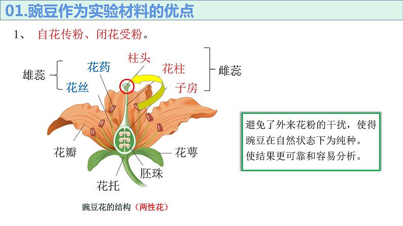 1.11孟德尔豌豆杂交实验一课件PPT第4页