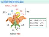 1.11孟德尔豌豆杂交实验一课件PPT