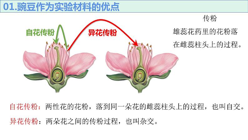 1.11孟德尔豌豆杂交实验一课件PPT第6页