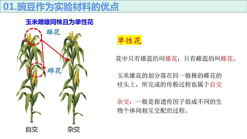 1.11孟德尔豌豆杂交实验一课件PPT第7页