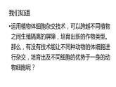 高中生物选择性必修三  2 2 2 动物细胞融合和单克隆抗体（第二课时） 课件练习题