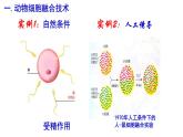 高中生物选择性必修三  2 2 2 动物细胞融合和单克隆抗体（第二课时） 课件练习题