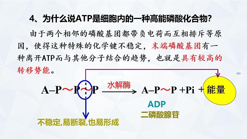 第2节 细胞的能量“货币”ATP课件PPT08