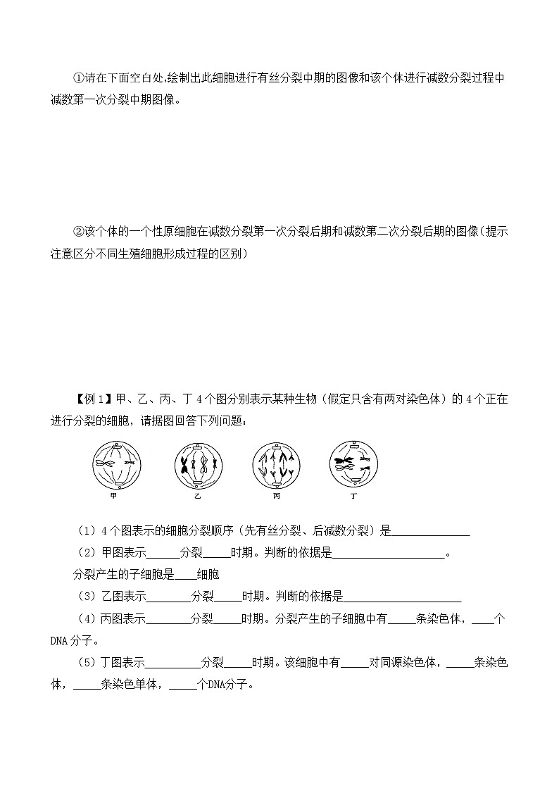 2.1 减数分裂和受精作用（二）-高一生物下学期同步教学优质学案（人教版必修2）02