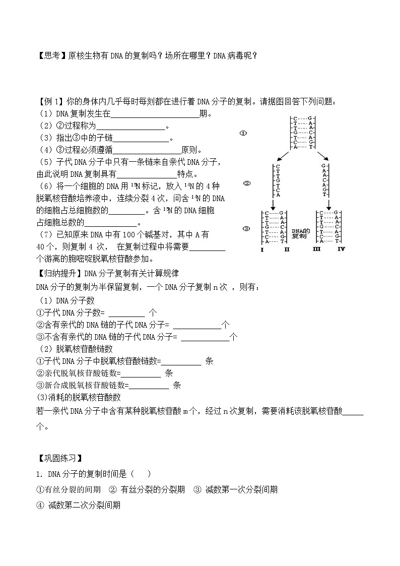 3.3 DNA的复制 -高一生物下学期同步教学优质学案（人教版必修2)03