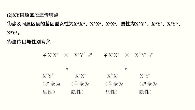 高中生物高考第七单元 伴性遗传和人类遗传病（课件）05