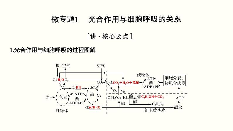 高中生物高考第三单元 光合作用与细胞呼吸（课件）第3页