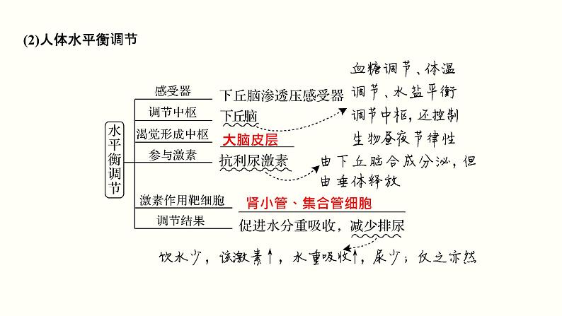 高中生物高考第一单元 细胞的组成与结构（课件）05