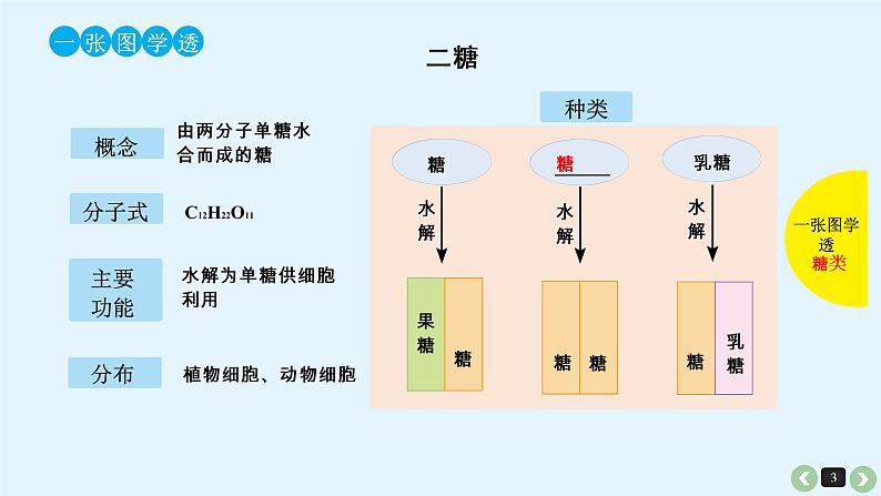 高中生物高考高考生物（全国版）一轮复习课件：第4课-细胞中的糖类和脂质第3页