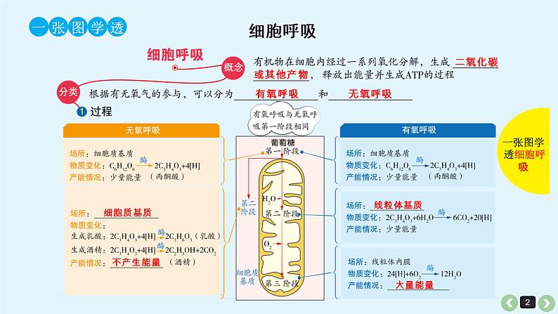 高中生物高考高考生物（全国版）一轮复习课件：第12课-呼吸作用第2页