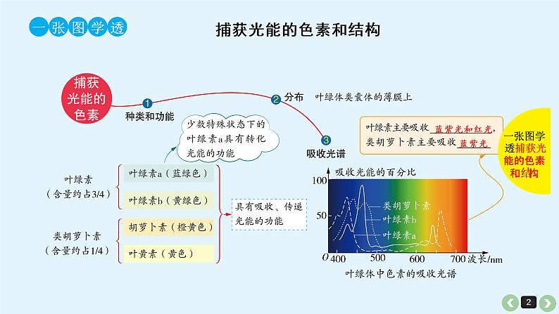 高中生物高考高考生物（全国版）一轮复习课件：第13课-光合作用第2页