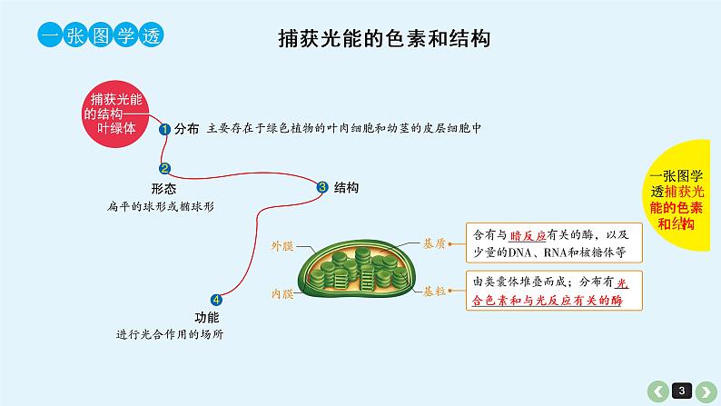 高中生物高考高考生物（全国版）一轮复习课件：第13课-光合作用第3页