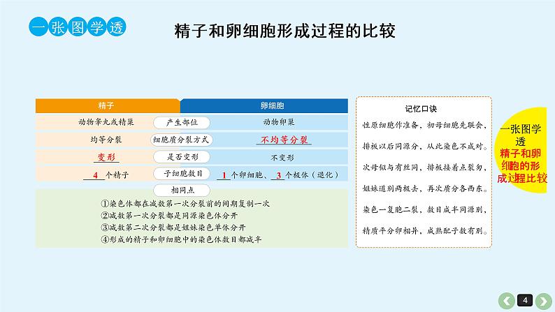 高中生物高考高考生物（全国版）一轮复习课件：第16课-减数分裂和受精作用第4页