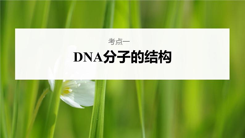 高中生物高考2023年高考生物一轮复习（新人教新高考） 第6单元 第2课时　DNA分子的结构及基因的概念课件PPT第4页