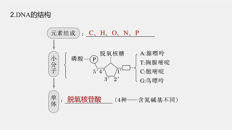 高中生物高考2023年高考生物一轮复习（新人教新高考） 第6单元 第2课时　DNA分子的结构及基因的概念课件PPT第6页