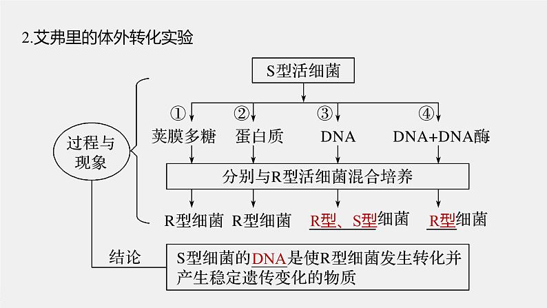 高中生物高考2022年高考生物一轮复习 第6单元 第17讲　DNA是主要的遗传物质课件PPT第7页