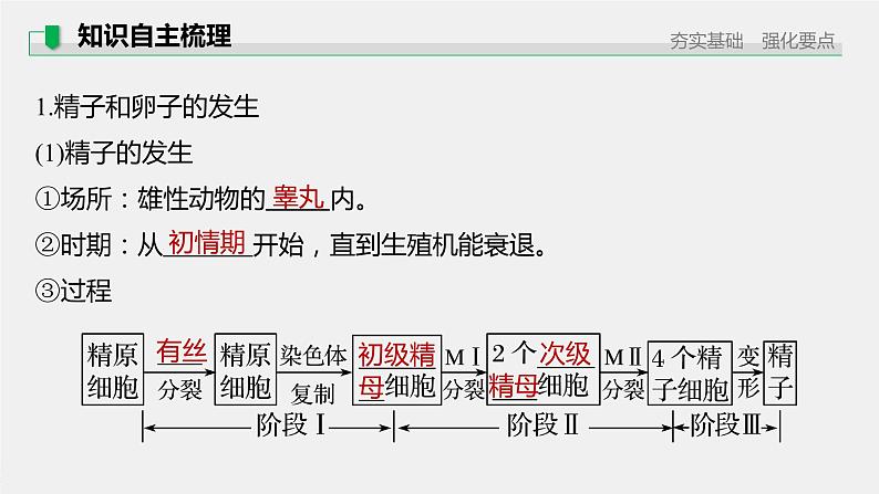 高中生物高考2022年高考生物一轮复习 第10单元 第35讲　胚胎工程与生物技术的安全性和伦理问题课件PPT05