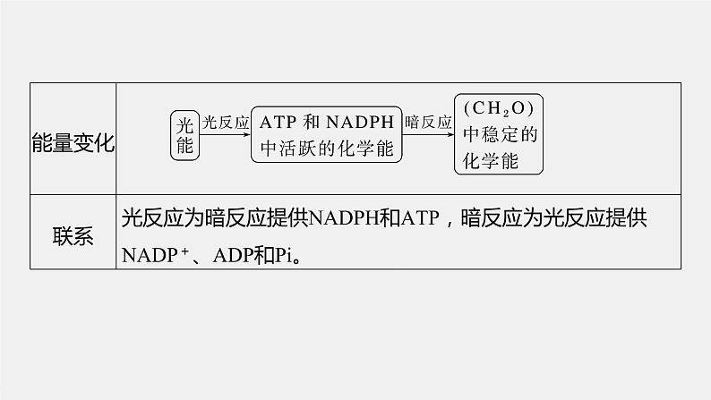 高中生物高考2023年高考生物一轮复习（新人教新高考） 第3单元 第6课时　光合作用的原理课件PPT07