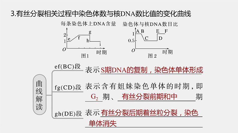 高中生物高考2023年高考生物一轮复习（新人教新高考） 第4单元 第2课时　有丝分裂过程中相关变化及观察实验课件PPT08