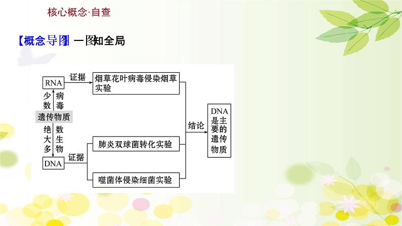 高中生物高考2022届新教材一轮复习人教版 第六单元 第1课 DNA是主要的遗传物质 课件第3页