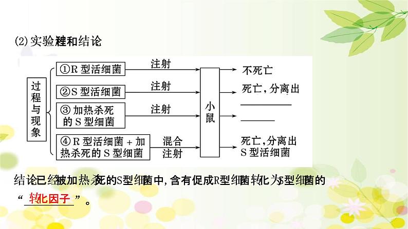 高中生物高考2022届新教材一轮复习人教版 第六单元 第1课 DNA是主要的遗传物质 课件第5页